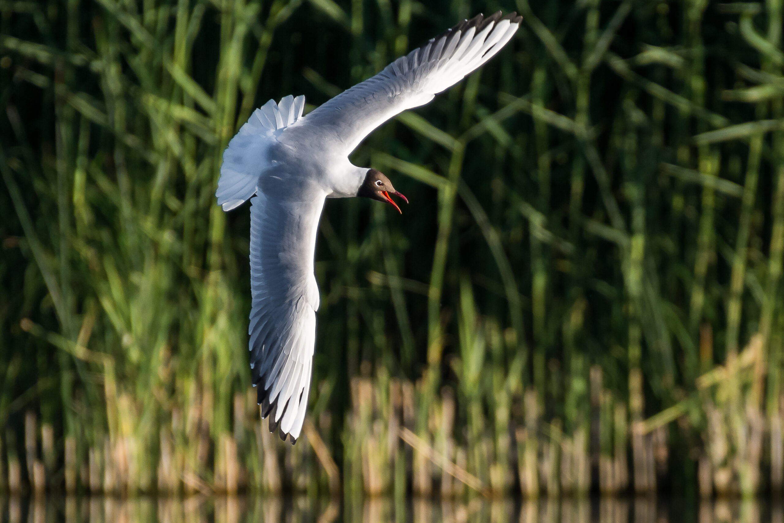 Bilden visar en flygande skrattmås. Fotograf: Rolf Jansson