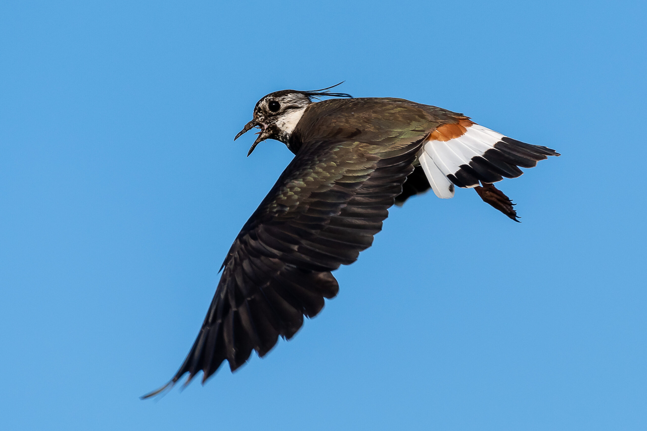 Tofsvipa Foto: Rolf Jansson