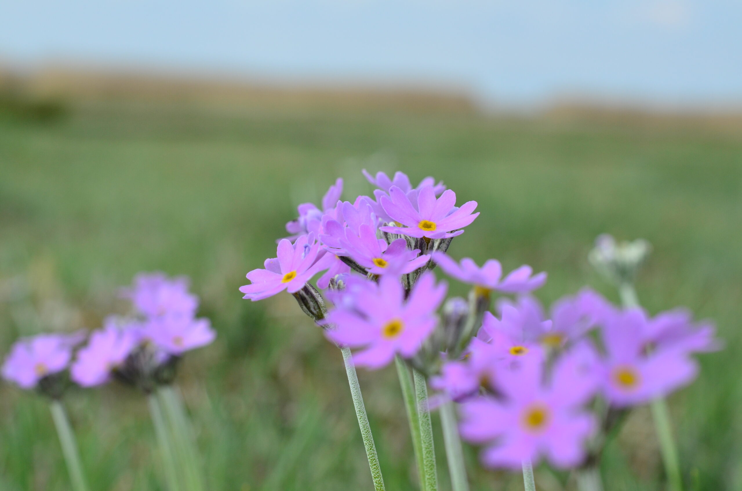 Majviva som blommar på Tåkerns strandäng